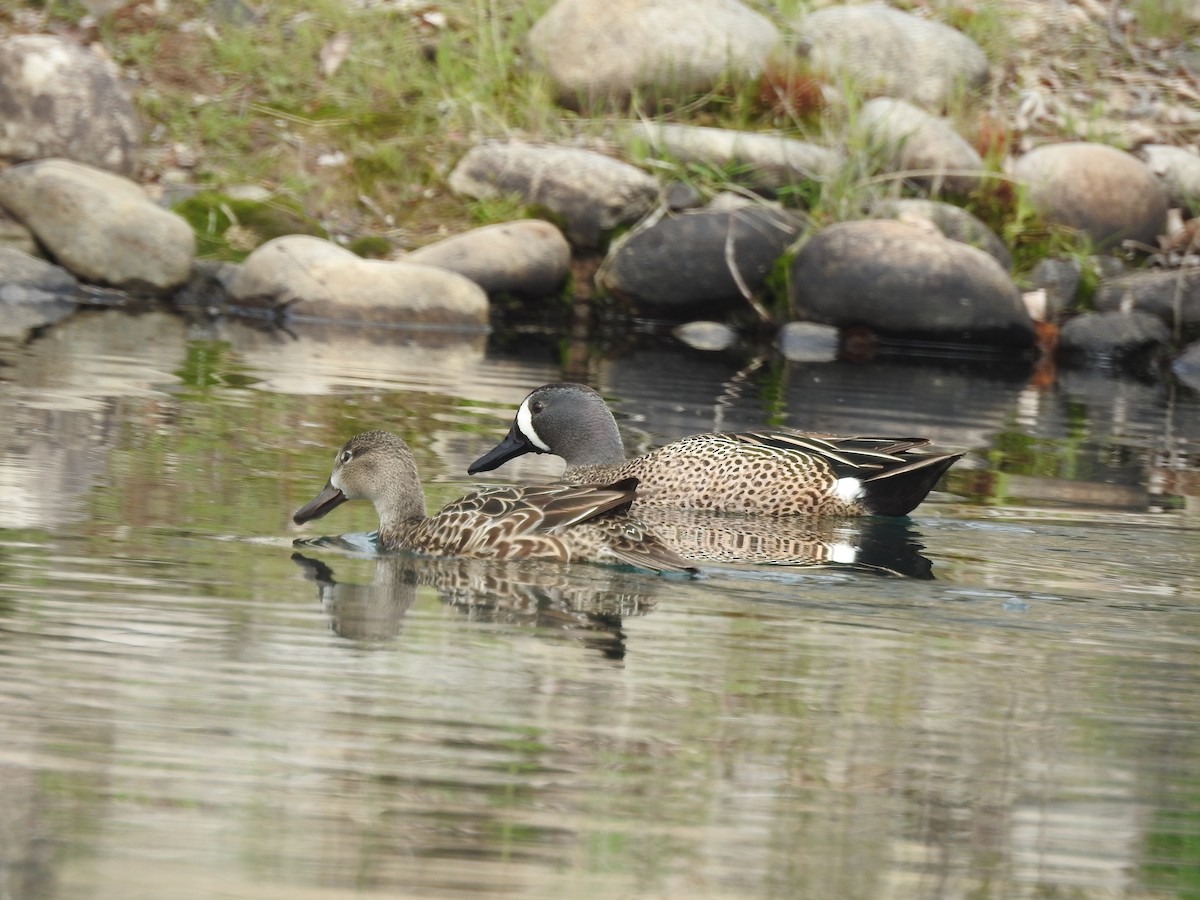 Blue-winged Teal - Mary Rumple