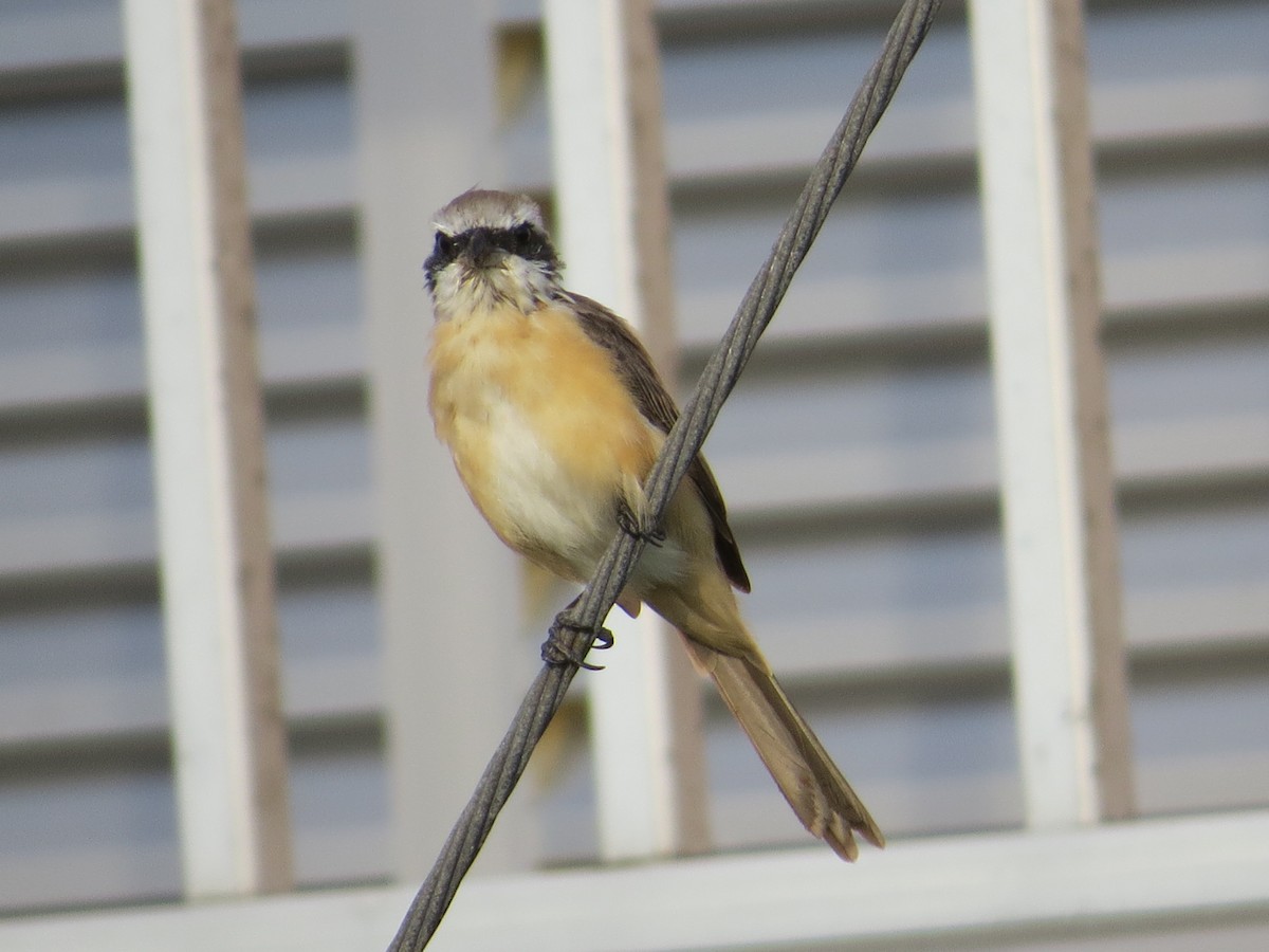 Brown Shrike - ML151294291