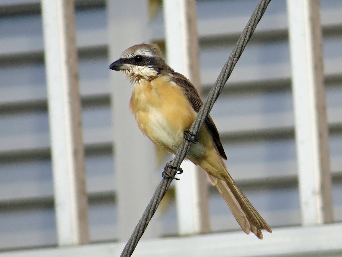 Brown Shrike - Brian Daniels