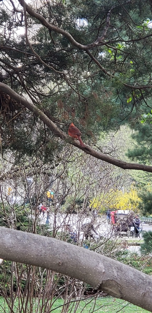 Northern Cardinal - ML151294571