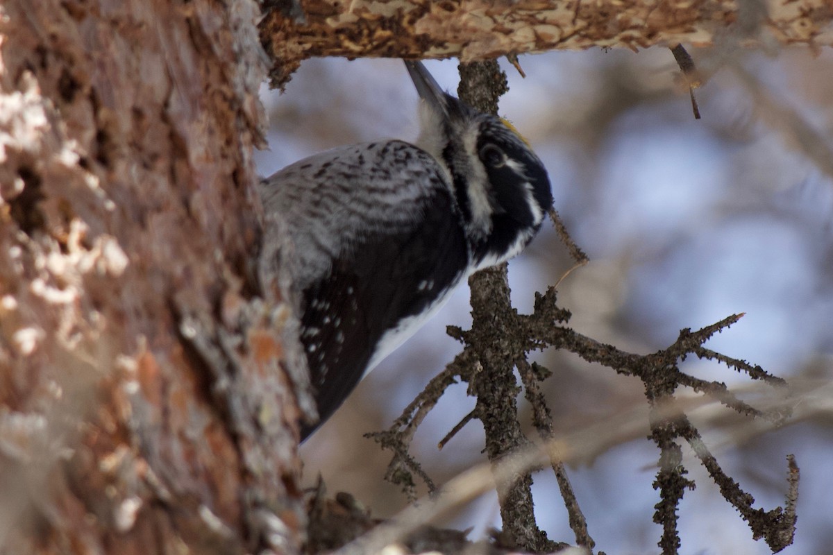 American Three-toed Woodpecker - ML151296231