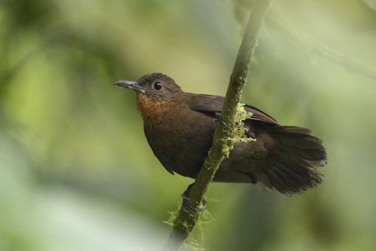 Middle American Leaftosser - Guillermo Saborío Vega