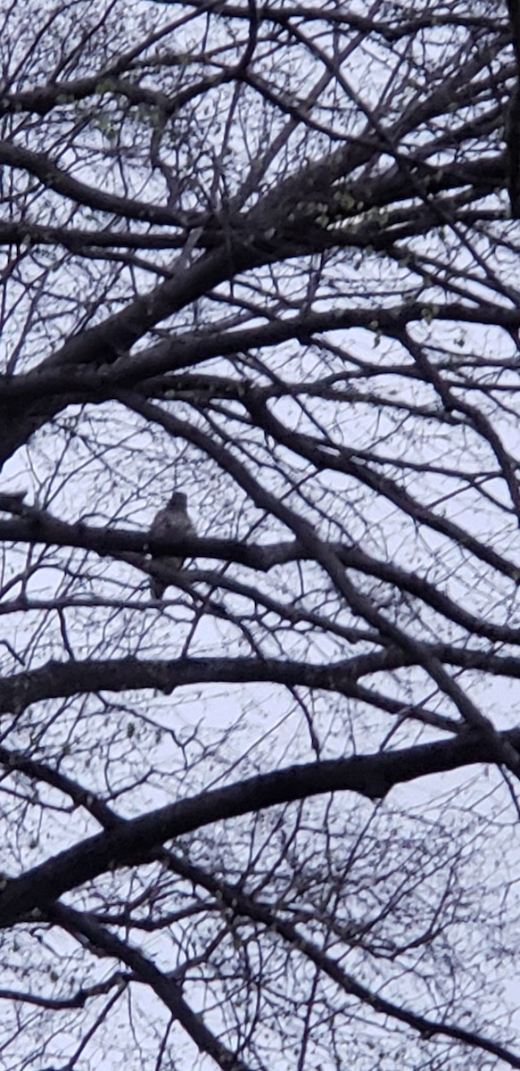 Red-tailed Hawk - ML151298601
