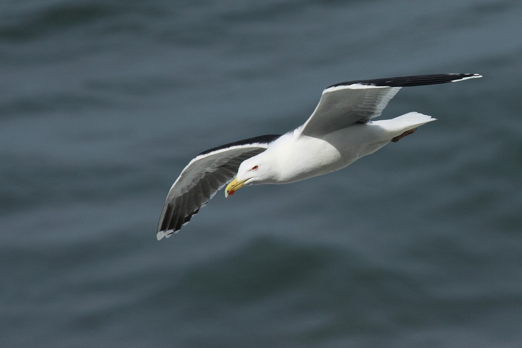 Great Black-backed Gull - ML151300451