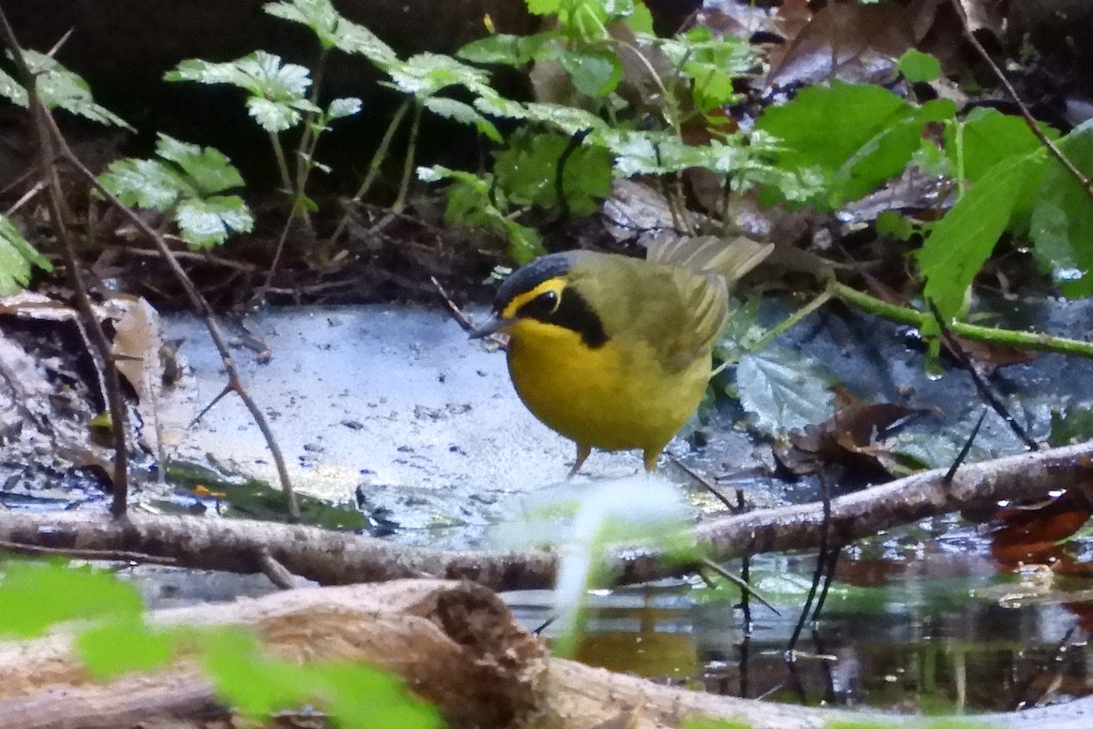 Kentucky Warbler - ML151303641