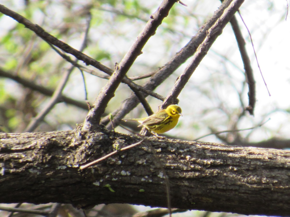 Prairie Warbler - ML151303821