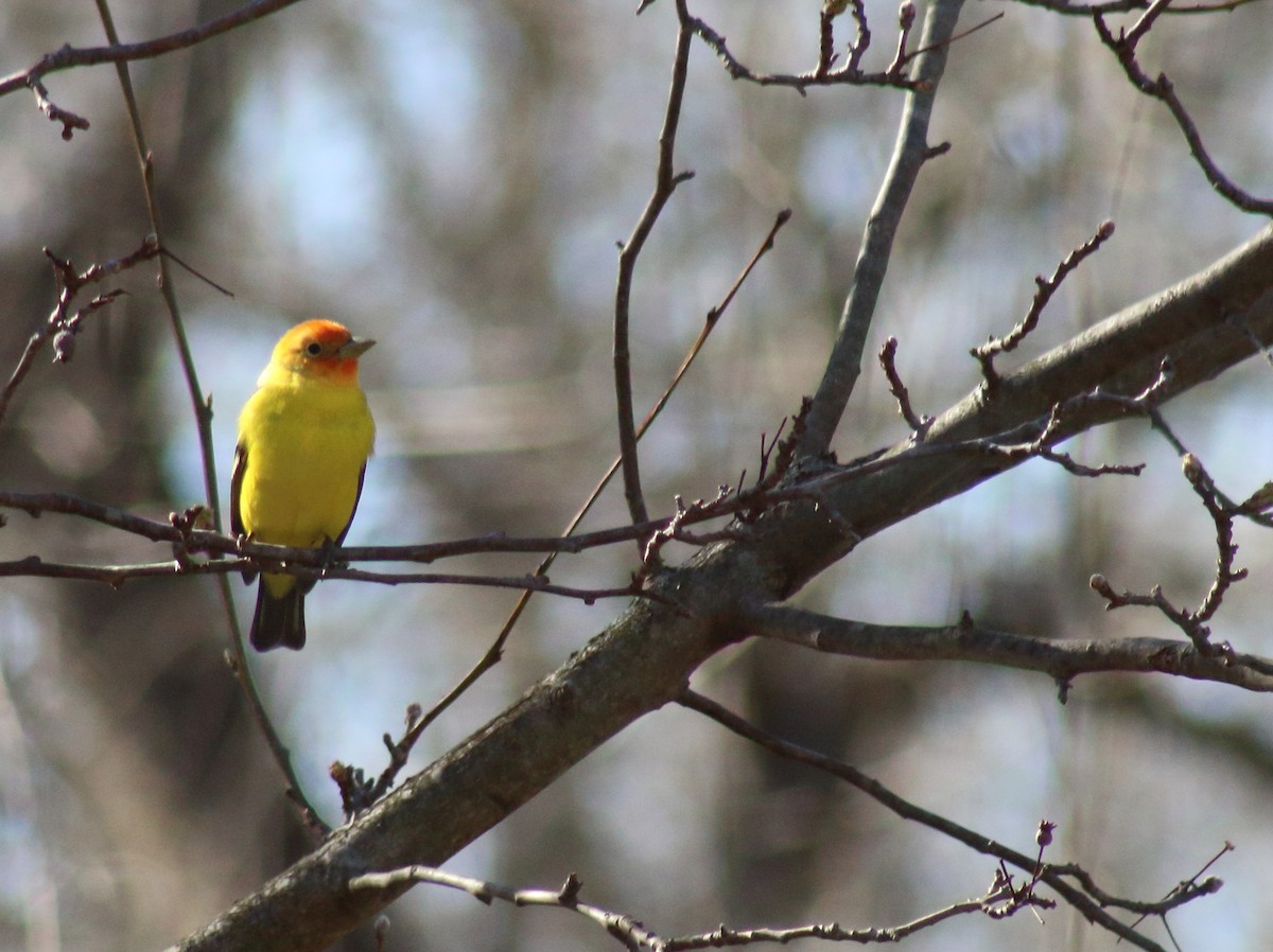 Western Tanager - Lindsay Grossmann