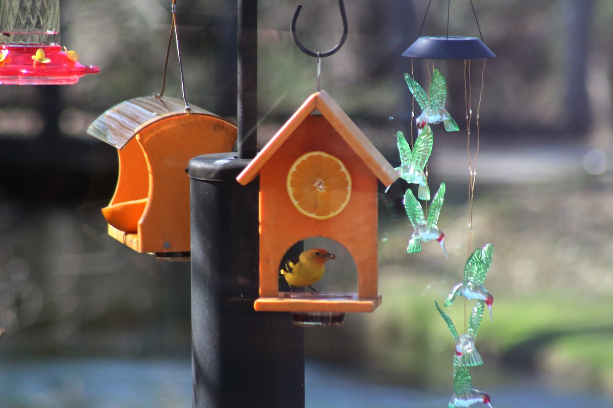 Western Tanager - Lindsay Grossmann