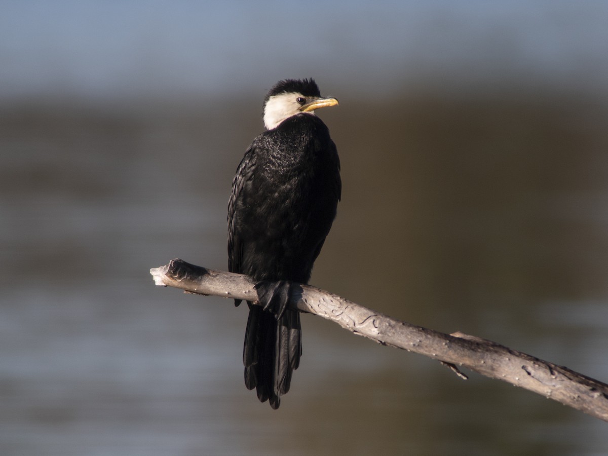 Little Pied Cormorant - Glenn Kincaid