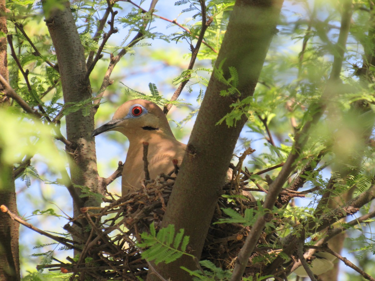 White-winged Dove - ML151306811