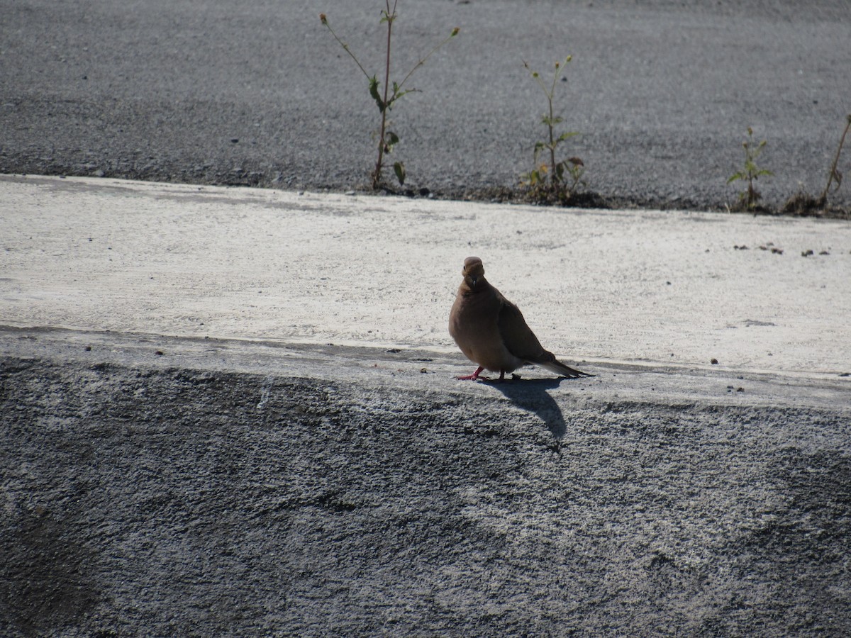 Mourning Dove - ML151307051