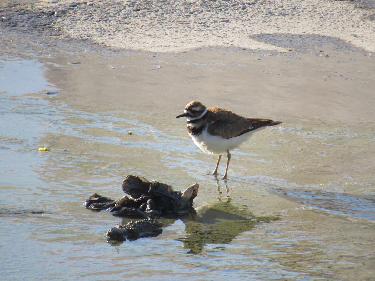 Killdeer - Liliana  Hernández