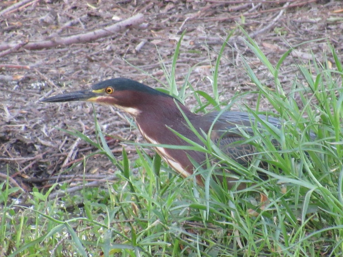 Green Heron - ML151307641