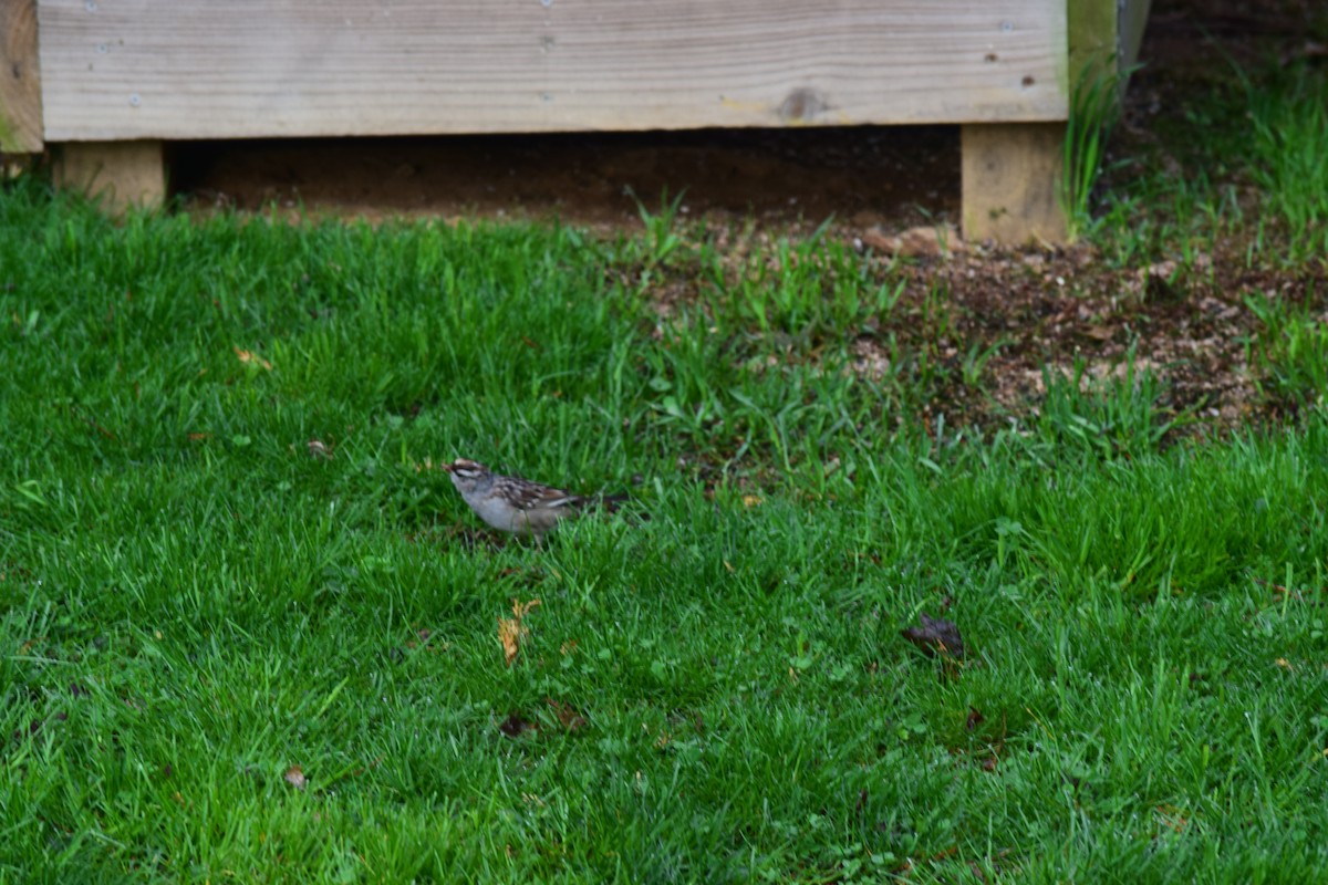 White-crowned Sparrow - ML151307731