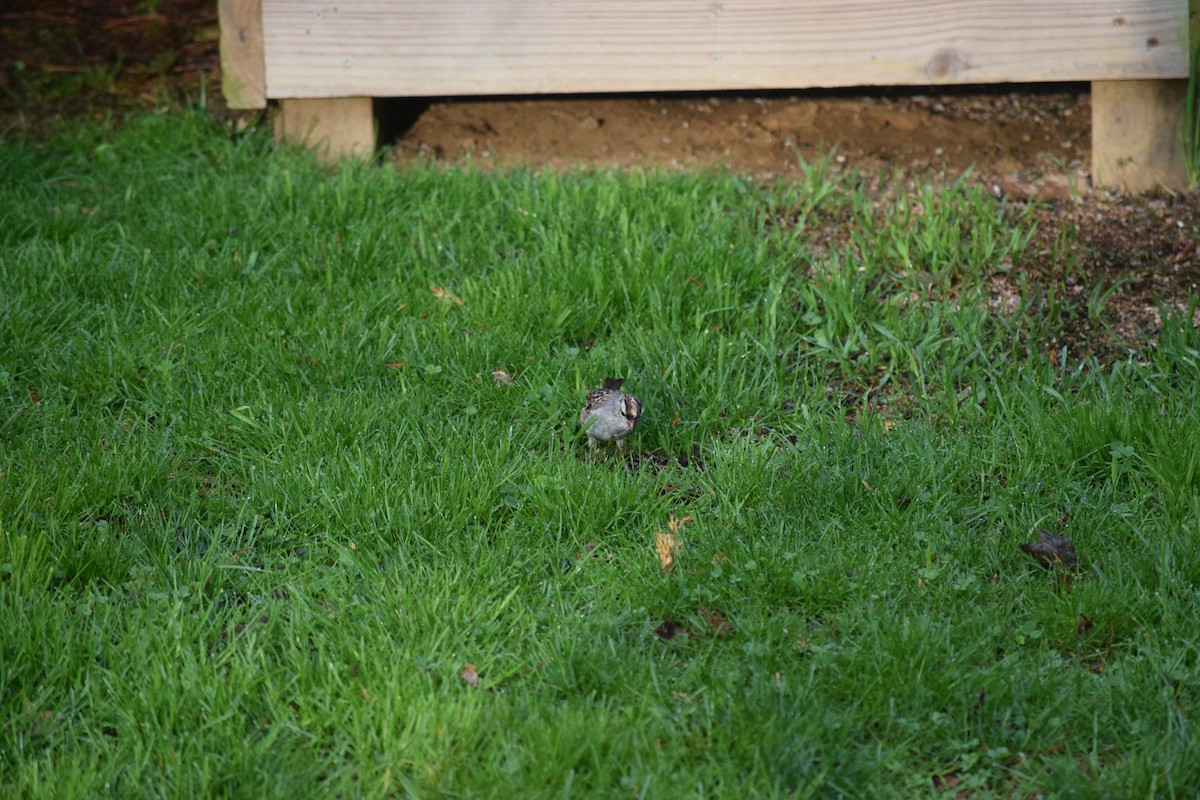White-crowned Sparrow - ML151307881