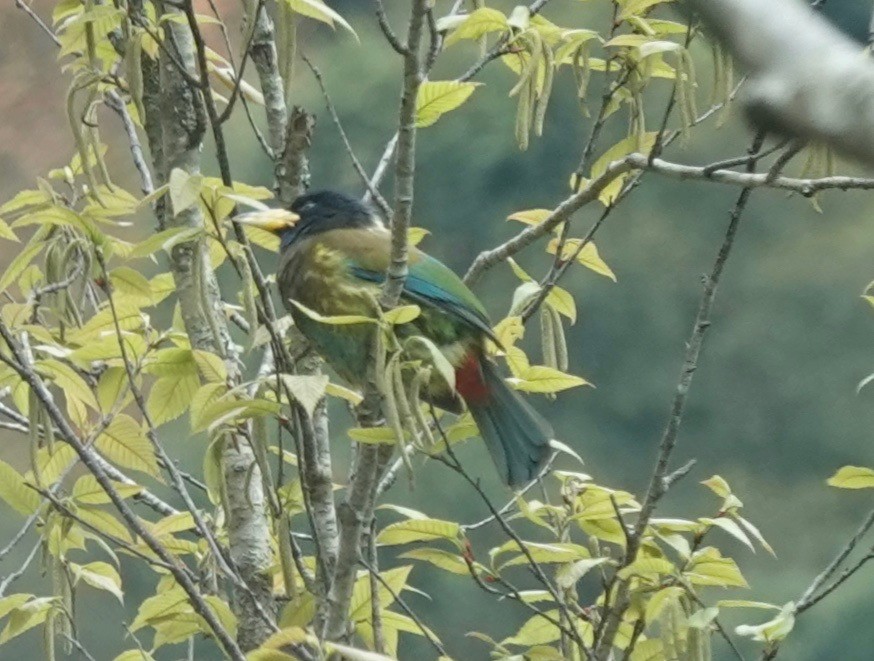 Great Barbet - ML151308301