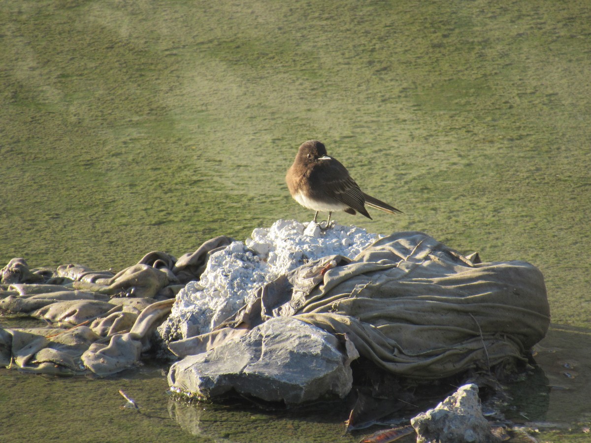 Black Phoebe - ML151308551