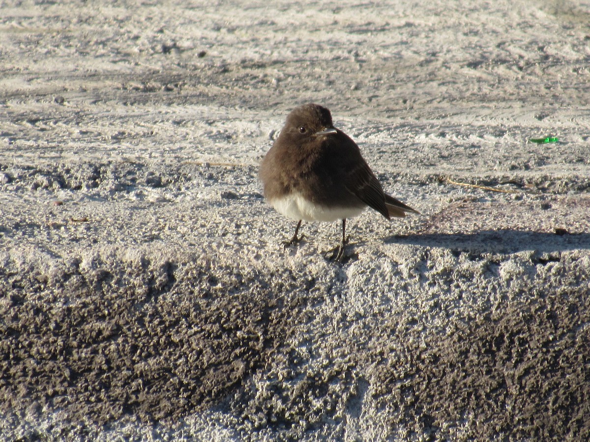 Black Phoebe - ML151308571