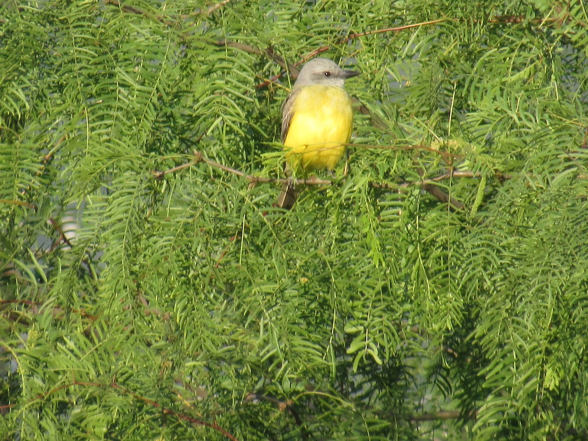 Tropical Kingbird - ML151308821