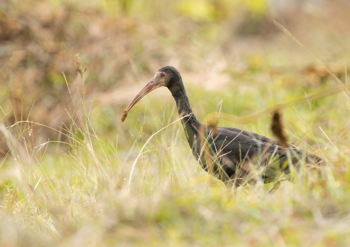 ibis tmavý - ML151309161