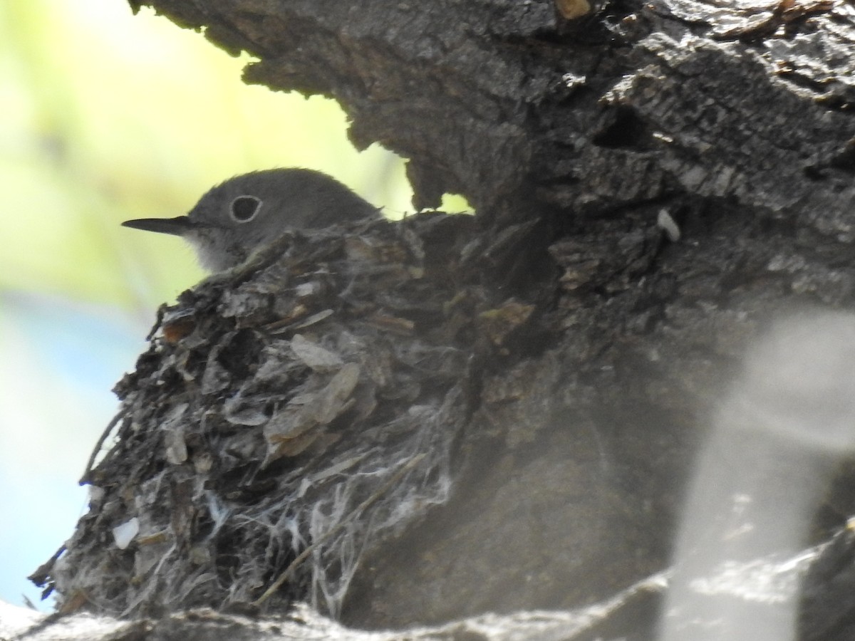 Black-capped Gnatcatcher - ML151309701