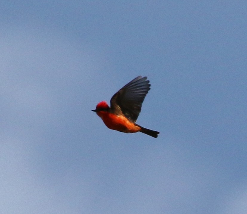 Vermilion Flycatcher - ML151309921