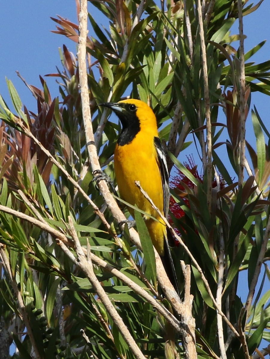 Hooded Oriole - ML151310101