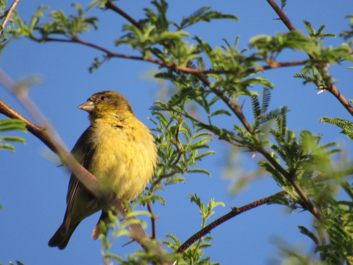 Lesser Goldfinch - ML151310281