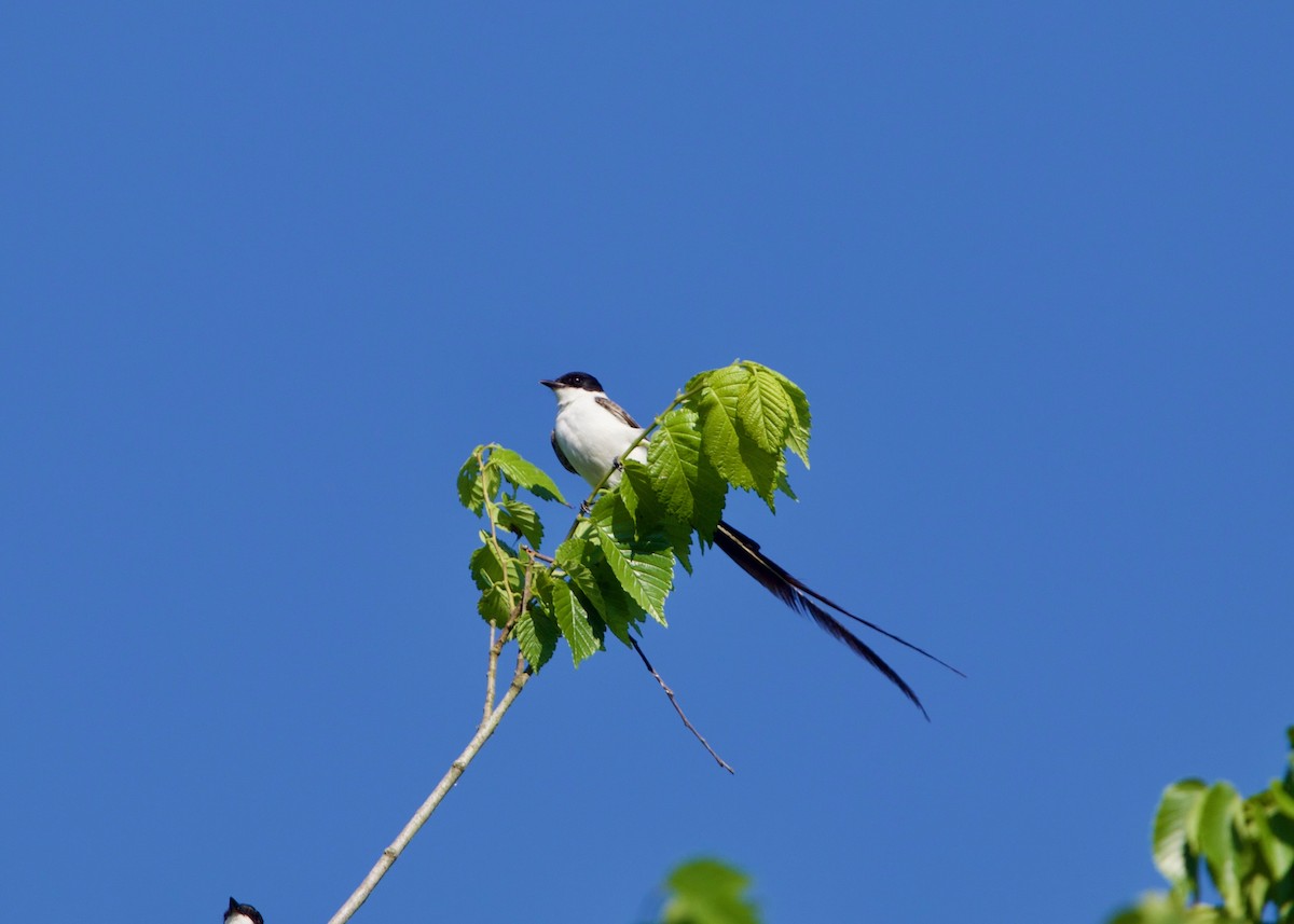 Gabelschwanz-Königstyrann - ML151310431