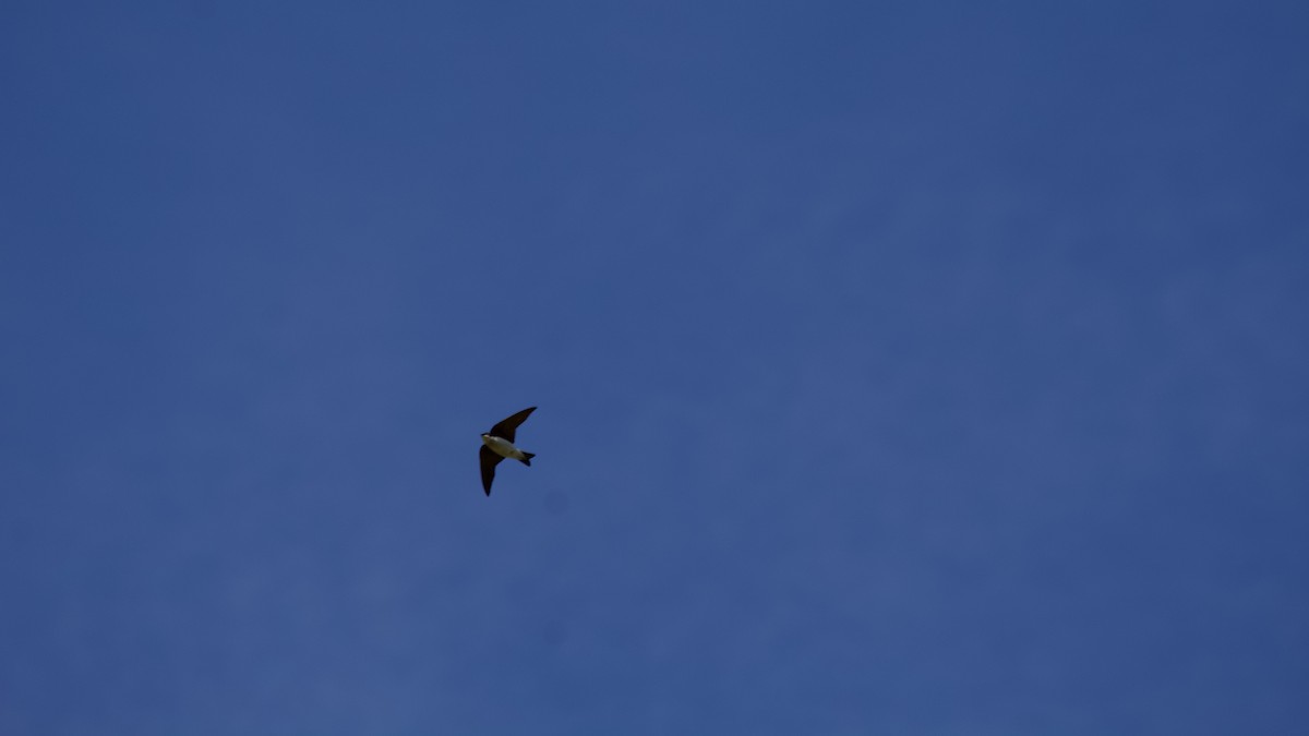 Northern Rough-winged Swallow - ML151310461
