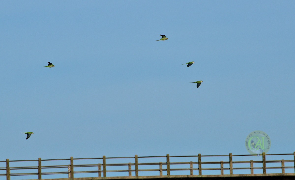 Monk Parakeet - ML151311301