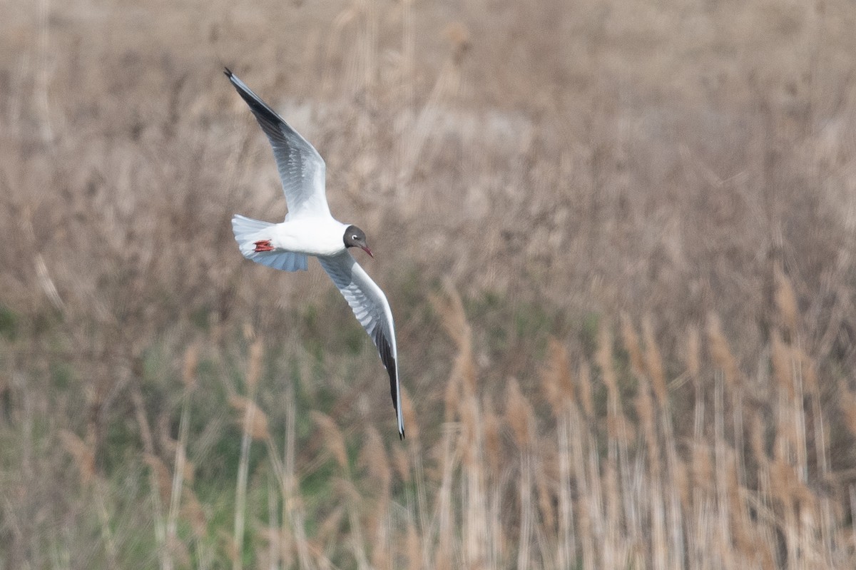 Black-headed Gull - Henrik Thorlund