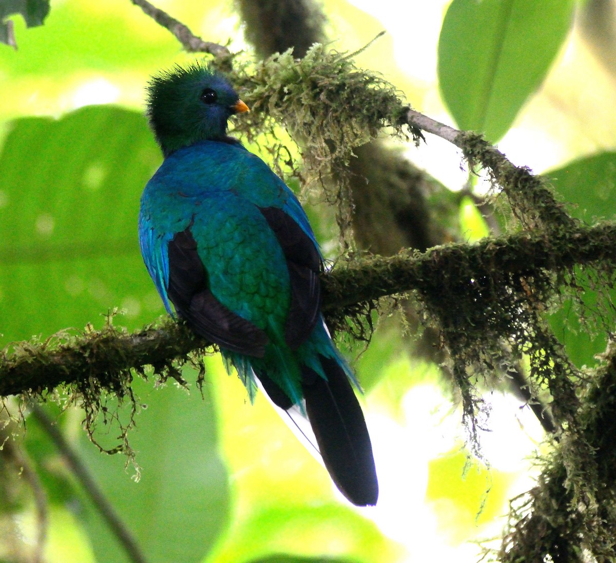 Quetzal Guatemalteco - ML151312531