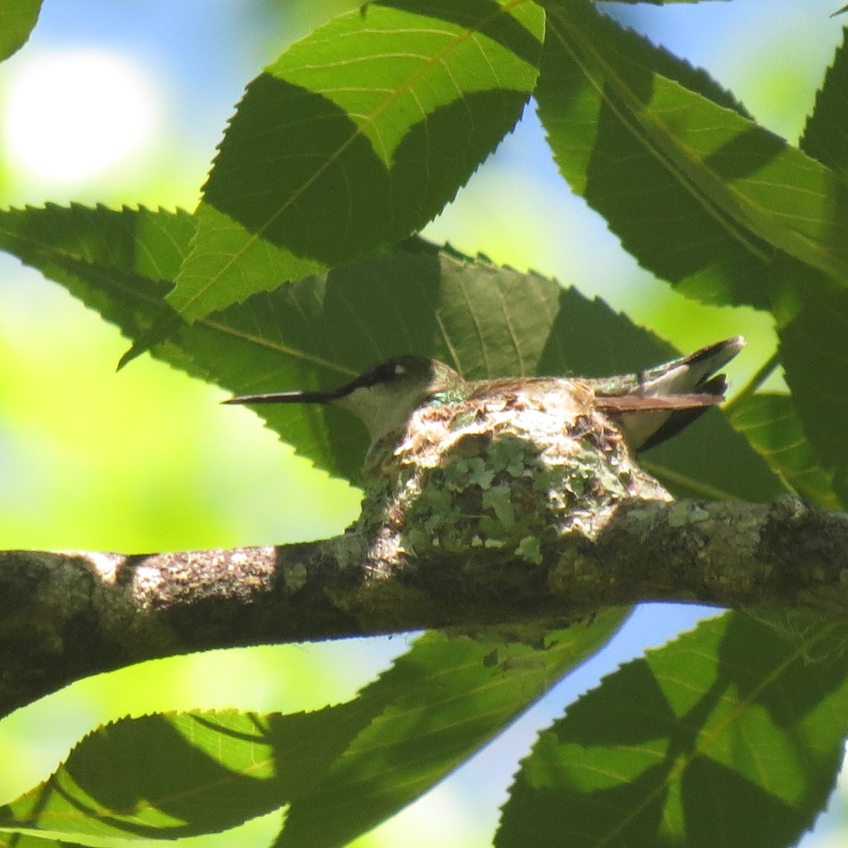 Ruby-throated Hummingbird - John Groskopf