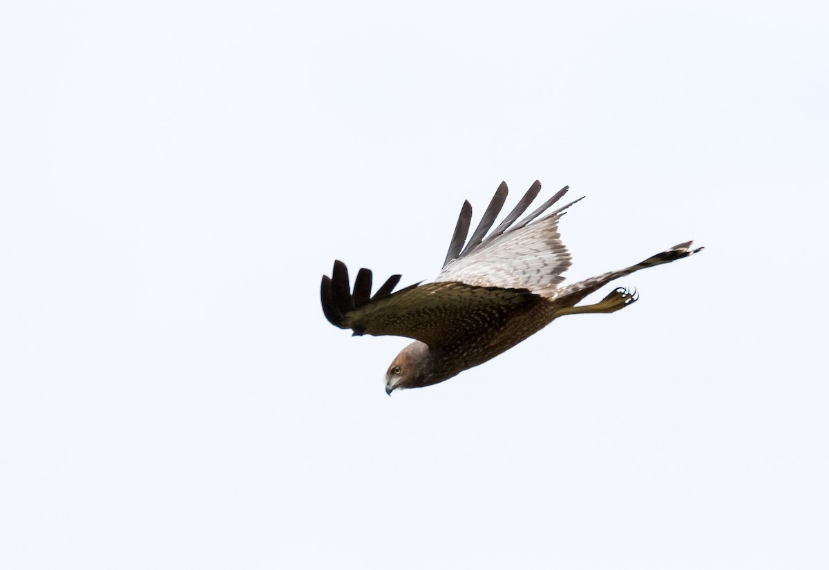 Spotted Harrier - ML151313681