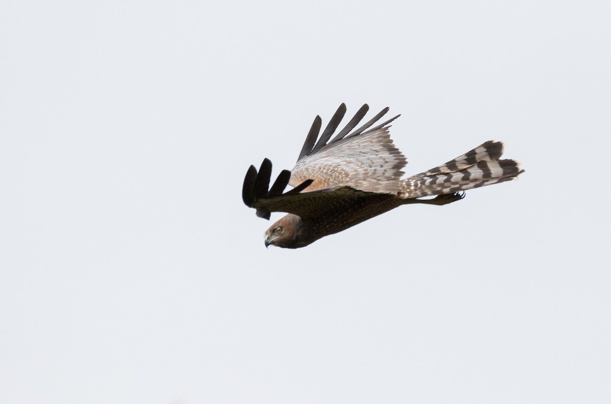 Spotted Harrier - ML151313691