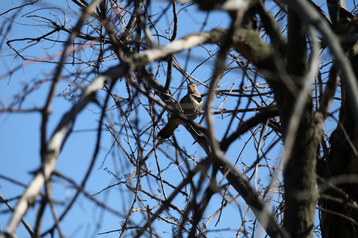 Northern Flicker - ML151314331