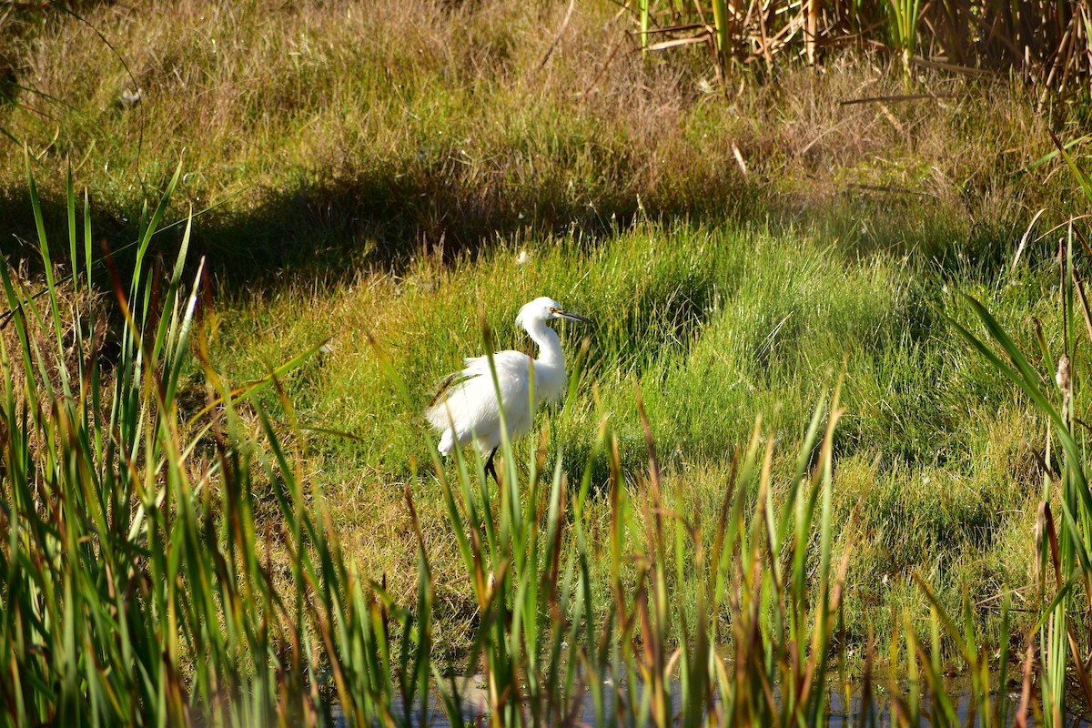 Snowy Egret - ML151314561