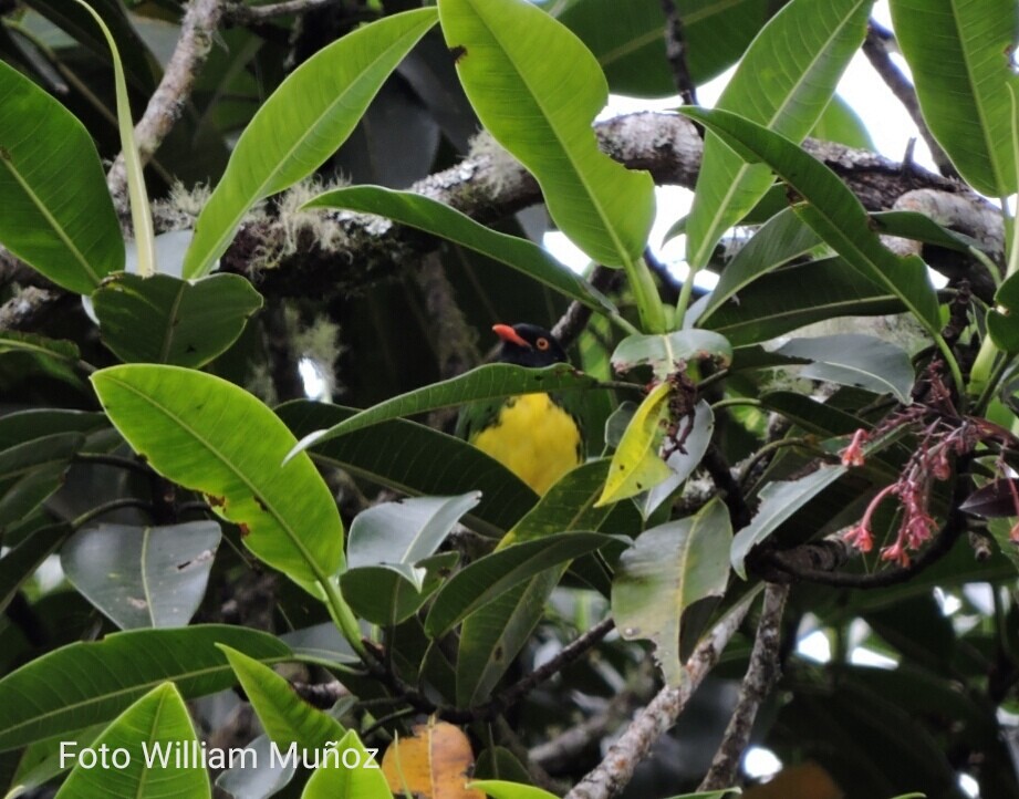 Black-chested Fruiteater - ML151314961