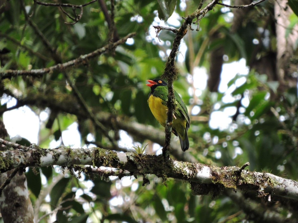 Black-chested Fruiteater - ML151315051