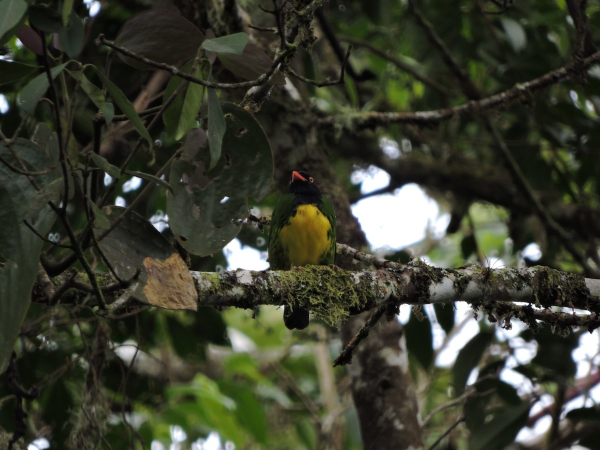 Black-chested Fruiteater - ML151315081
