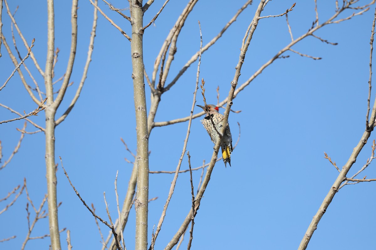 Northern Flicker - ML151315151