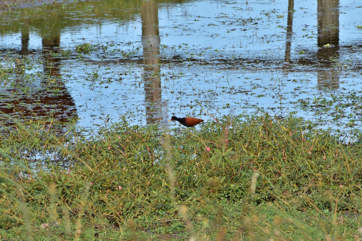 Wattled Jacana - ML151315491