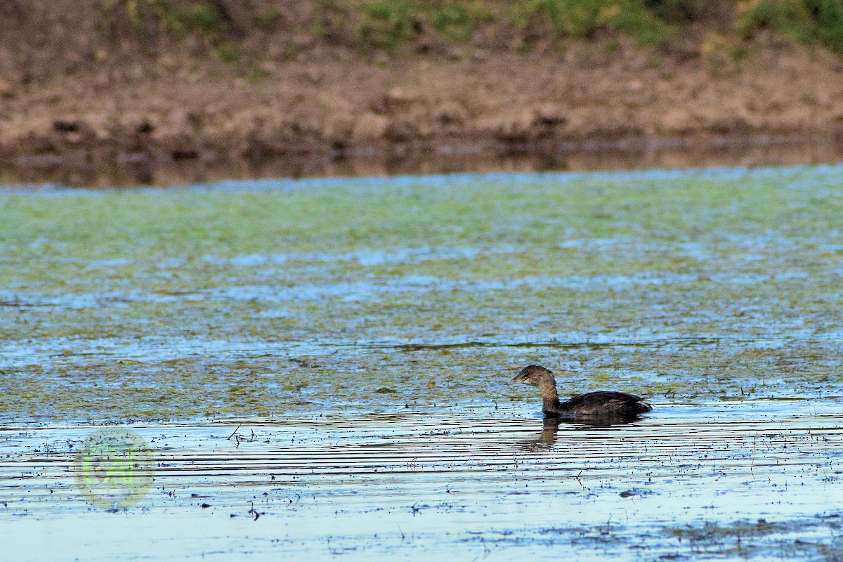 Pied-billed Grebe - ML151316951