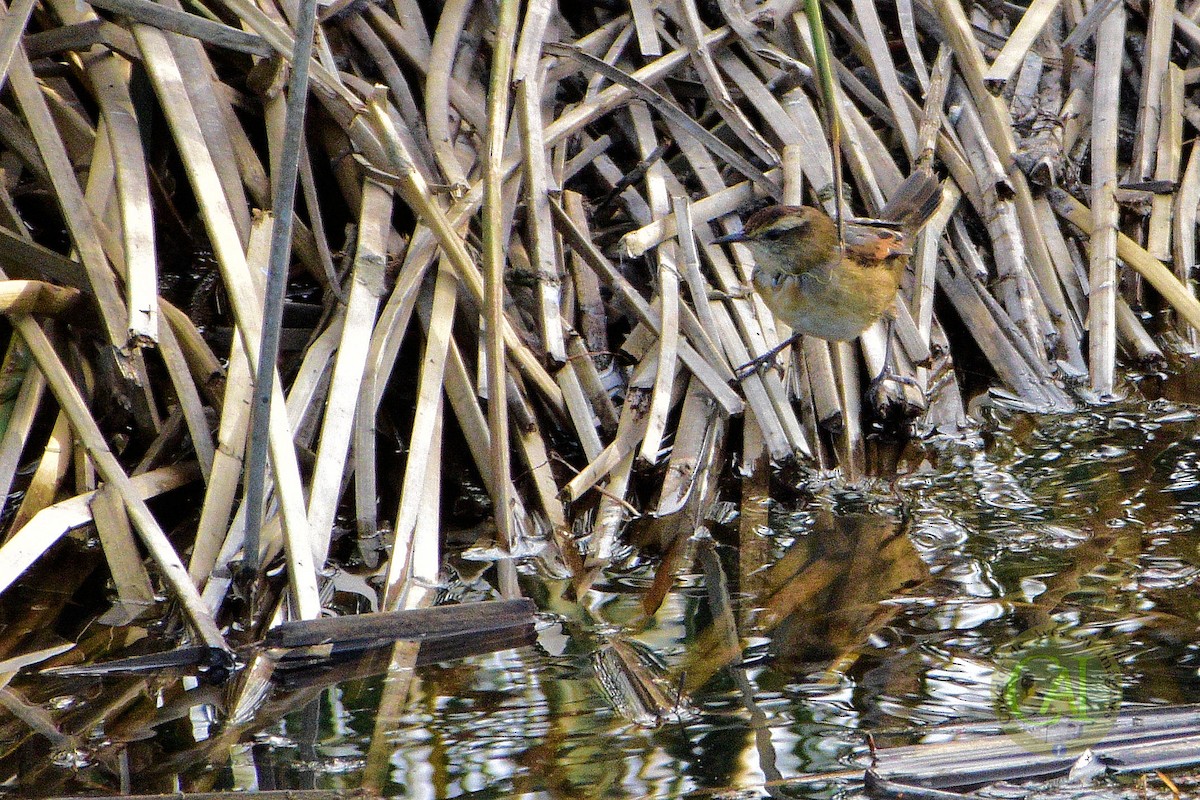 Wren-like Rushbird - ML151317221