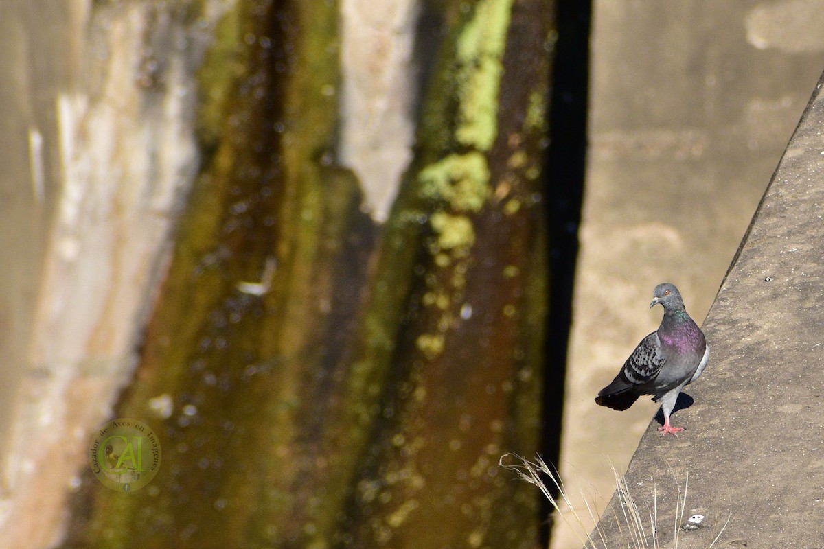 Rock Pigeon (Feral Pigeon) - ML151317371