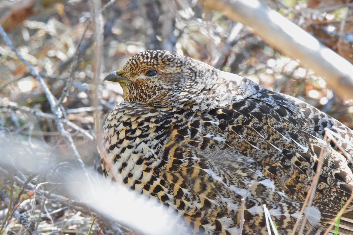 Spruce Grouse - ML151319051