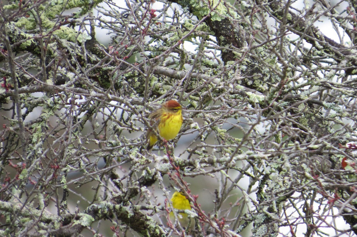 Palm Warbler - ML151319251