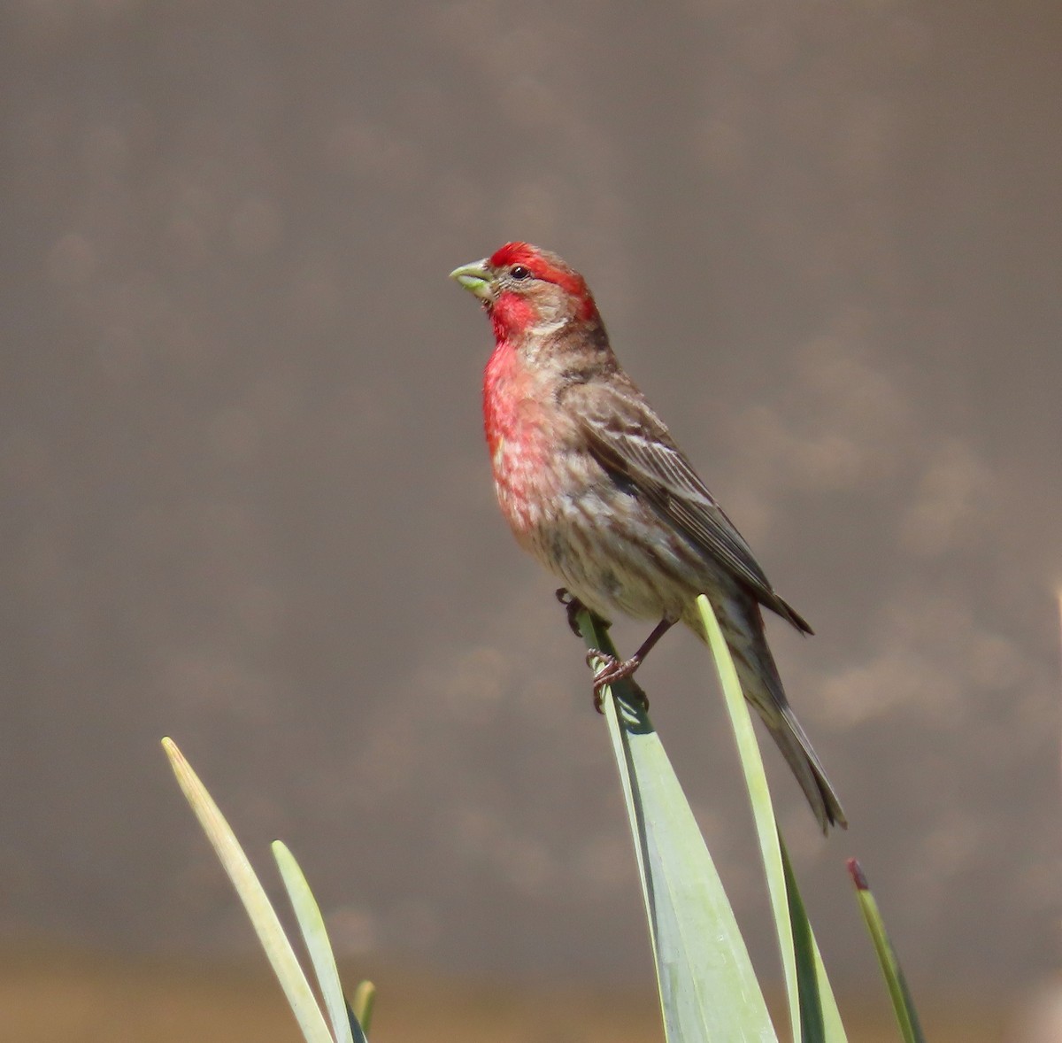 House Finch - ML151319471