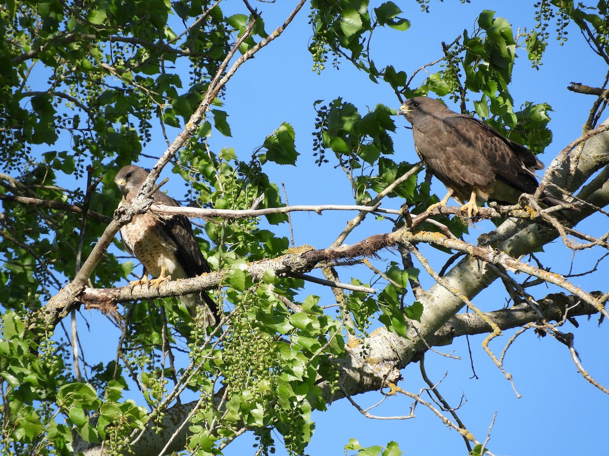 Swainson's Hawk - ML151319681